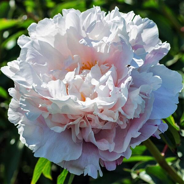 Пион Gardenia (Гардения)