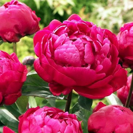 Пион Red Sarah Bernhardt (Ред Сара Бернард) — изображение 5
