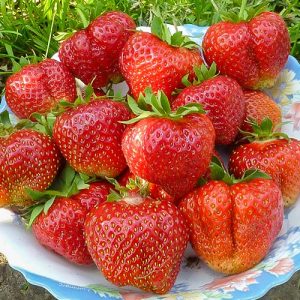 Клубника (крупноплодная) Лорд (5 шт.)