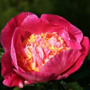 Пион Wladyslava (Владислава)