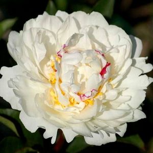 Пион Boule de Neige (Буль де Неж)