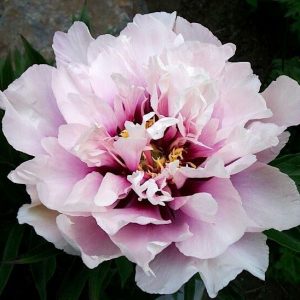 Пион Cora Louise (Кора Льюиз)