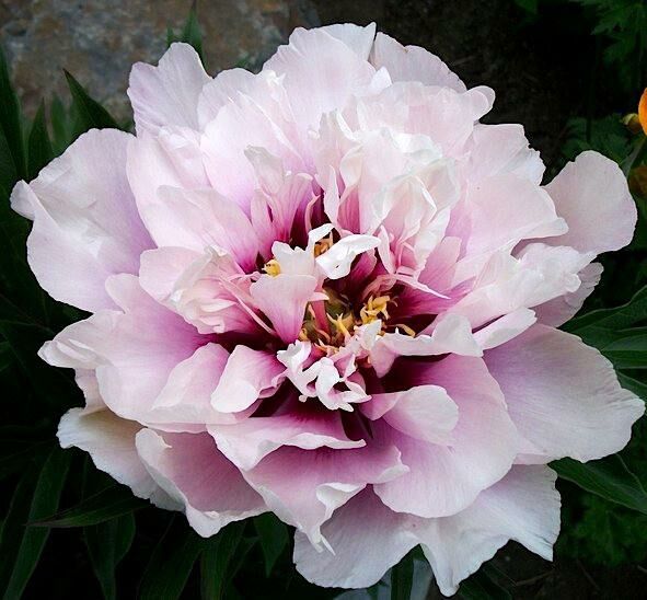 Пион Cora Louise (Кора Льюиз)