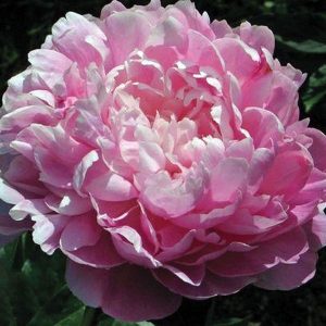 Пион Lady Kate (Леди Кейт)