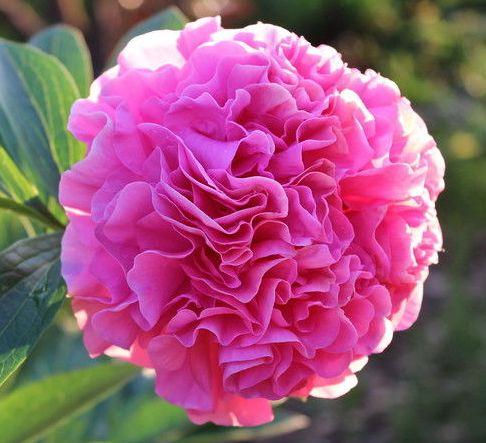 Пион Carnation Bouquet (Корнейшн Букет) — изображение 2