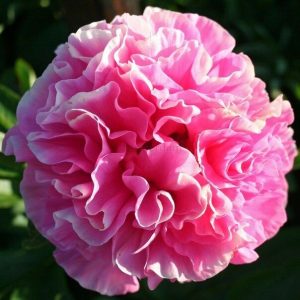 Пион Carnation Bouquet (Корнейшн Букет)