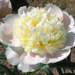 Пион White Charm (Вайт Чарм)
