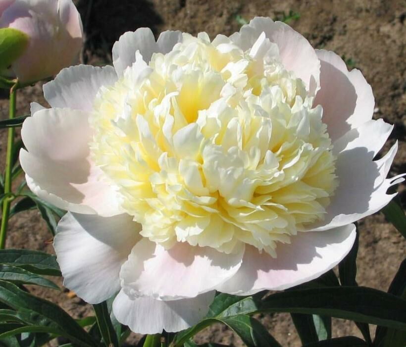 Пион White Charm (Вайт Чарм)