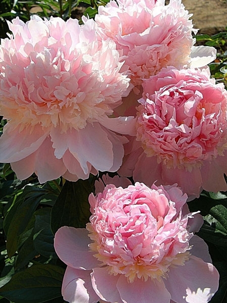 Пион Angel Cheeks (Энджел Чикс) — изображение 2