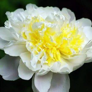 Пион Bridal Icing (Брайдл Айсинг)