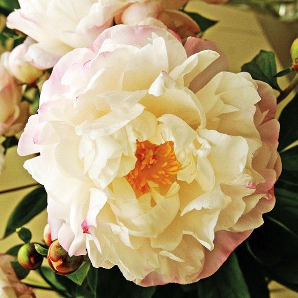 Пион Gardenia (Гардения) — изображение 2