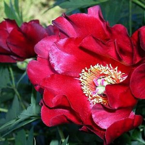 Пион Scarlet Heaven (Скарлет Хевен)