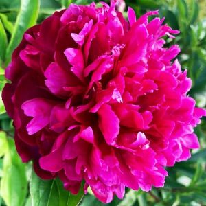 Пион Red Sarah Bernhardt (Ред Сара Бернард)