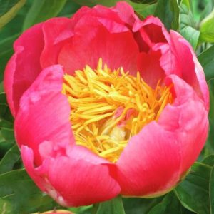 Пион Coral'n Gold (Корал Голд)