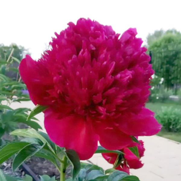 Пион Red Sarah Bernhardt (Ред Сара Бернард) — изображение 4
