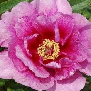Пион Sonoma Amethyst (Сонома Аметист)