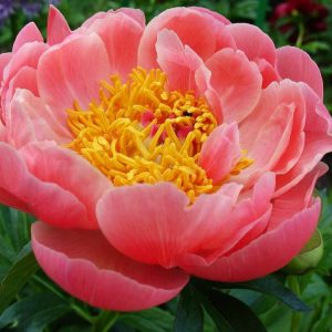 Пион Pink Hawaiian Coral (Пинк Хаваян Корал)