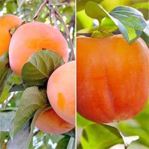 Комплект хурмы из 2 саженцев