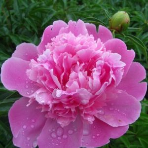 Пион Edulis Superba (Эдулис Суперба)