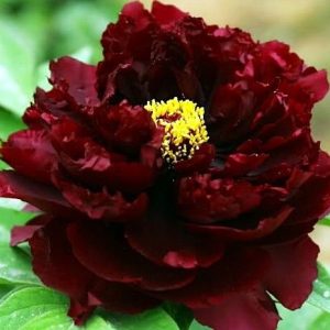 Пион Black Beauty (Блэк Бьюти)