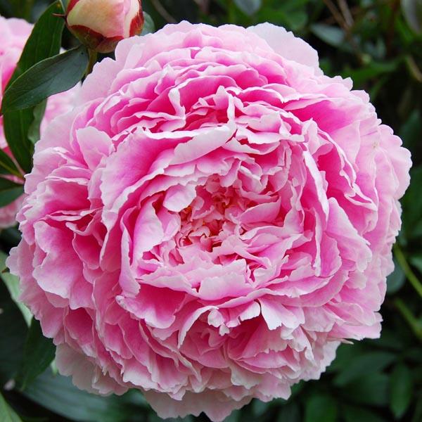 Пион Sarah Bernhardt (Сара Бернар) — изображение 3