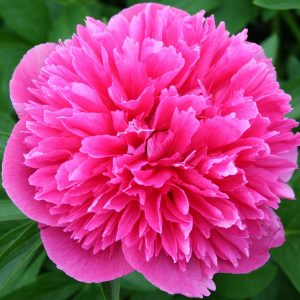 Пион Rosea Plena (Розеа Плена)