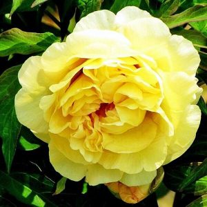 Пион Yellow Waterlilly (Йеллоу Уотерлили)