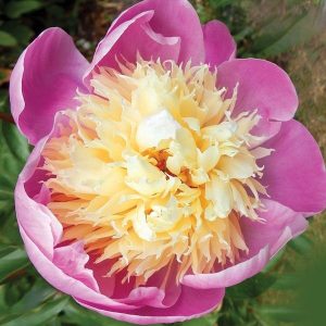 Пион Butterbowl (Баттер Боул)