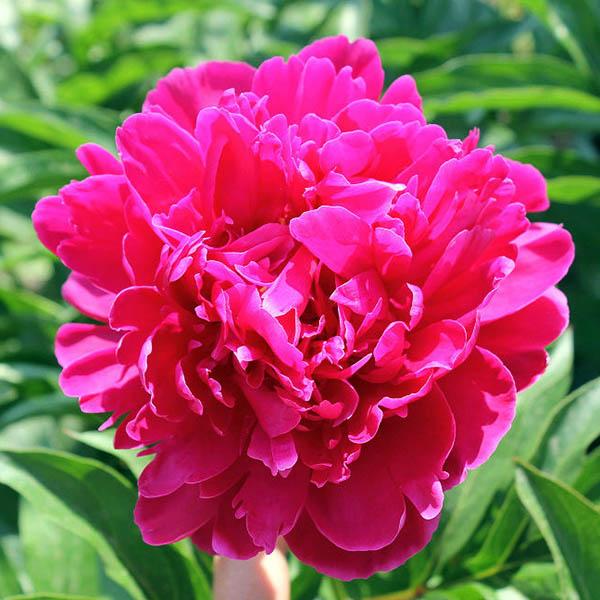 Пион Red Sarah Bernhardt (Ред Сара Бернард) — изображение 3