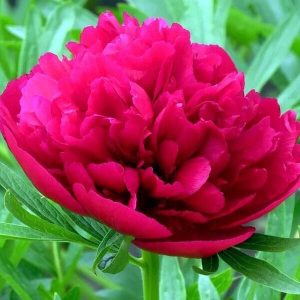 Пион Rubra Plena (Рубра Плена)