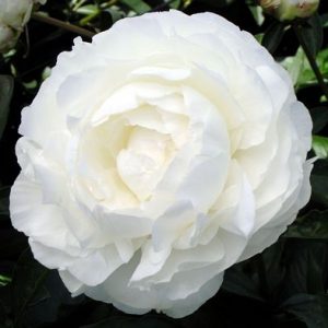 Пион Ann Cousins (Энн Кузинс)