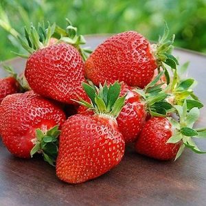 Клубника (крупноплодная) Клери (5 шт.)