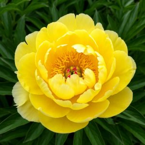 Пион Yellow Crown (Йеллоу Краун)