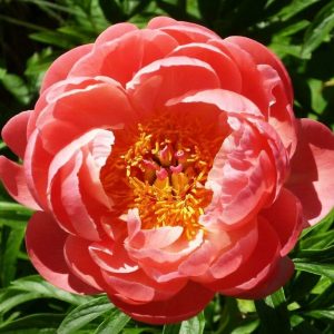 Пион Coral Charm (Корал Шарм)