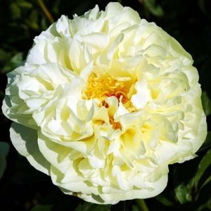 Пион Lemon Chiffon (Лемон Шифон)