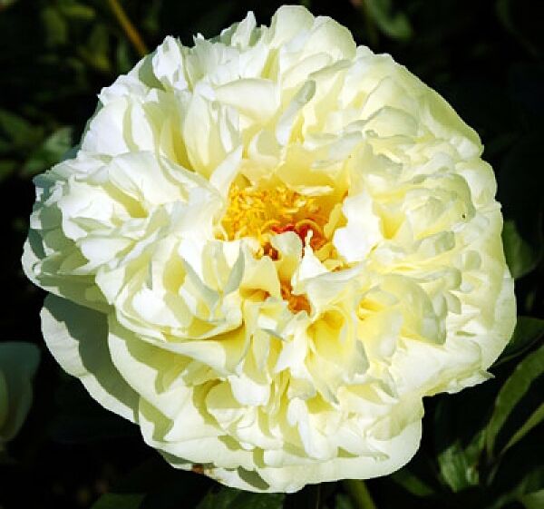 Пион Lemon Chiffon (Лемон Шифон)