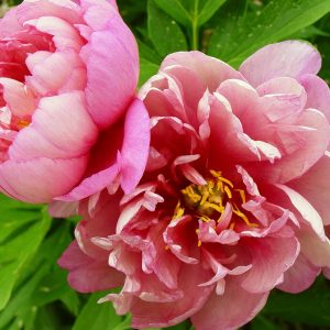 Пион Pink Double Dandy (Пинк Даубл Денди)
