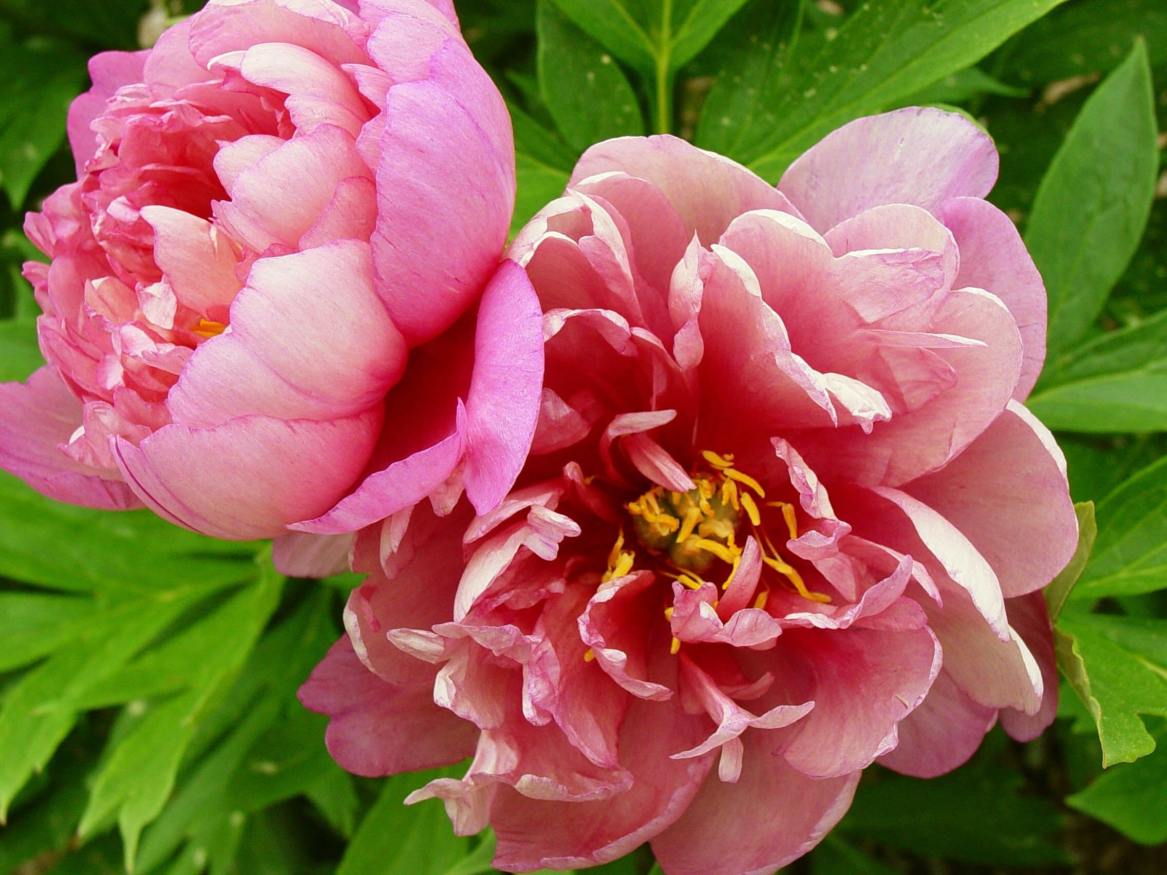 Пион Pink Double Dandy (Пинк Даубл Денди)