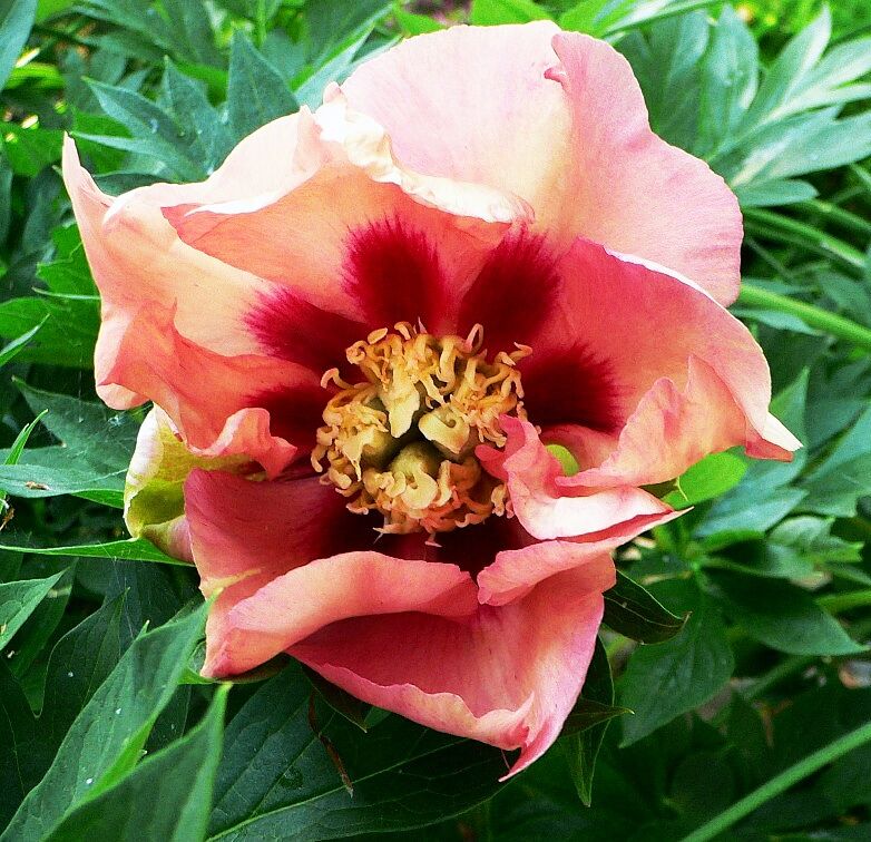Пион Old Rose Dandy (Олд Роуз Денди)