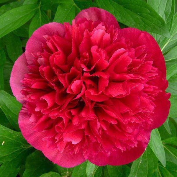 Пион Rubra Plena (Рубра Плена) — изображение 2