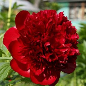 Пион Red Charm (Ред Шарм)
