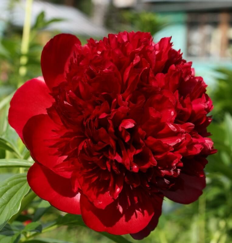 Пион Red Charm (Ред Шарм)
