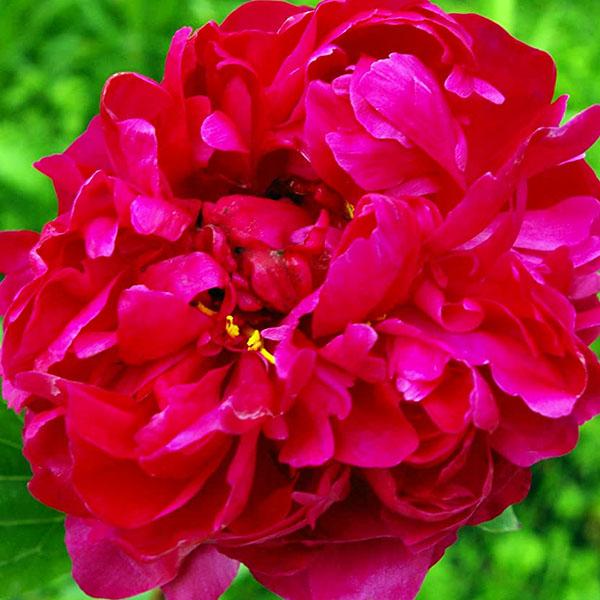 Пион Red Sarah Bernhardt (Ред Сара Бернард) — изображение 2