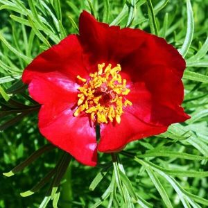 Пион Tenuifolia (Тенуфолия)