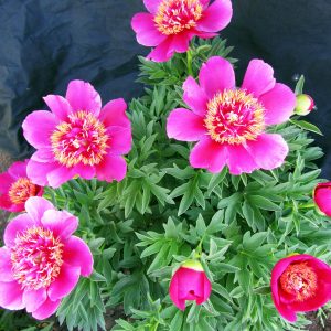 Пион Anemoneflora (Анемонефлора)