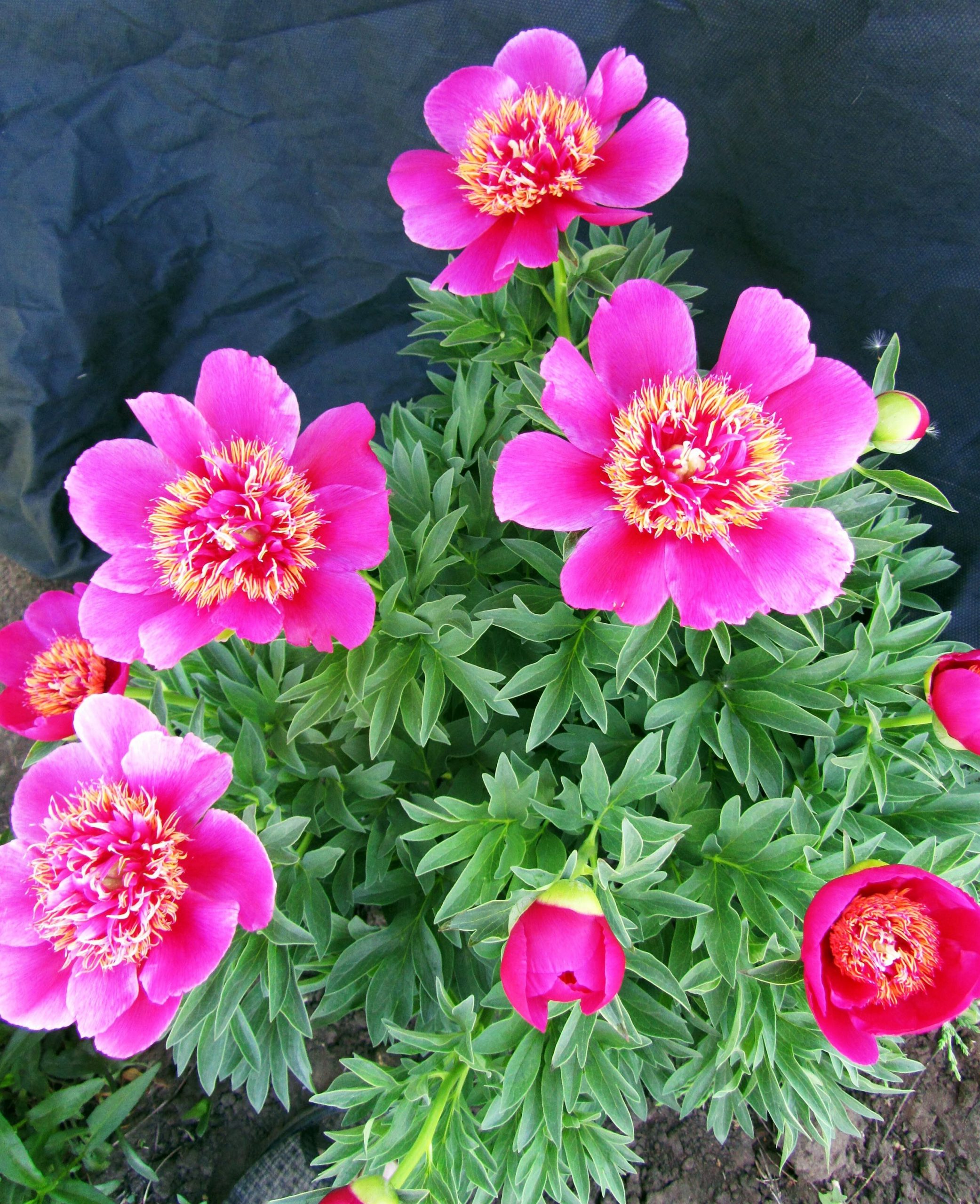 Пион Anemoneflora (Анемонефлора)