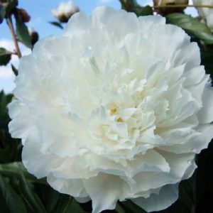 Пион White Sarah Bernhard (Вайт Сара Бернар)