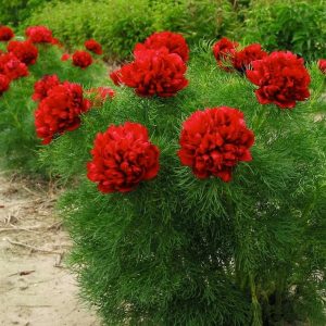 Пион Tenuifolia Rubra Plena (Тенуфолия Рубра Плена)