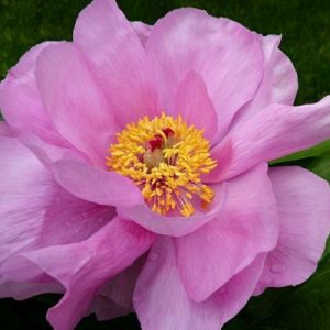 Пион May Lilac (Мэй Лилак)