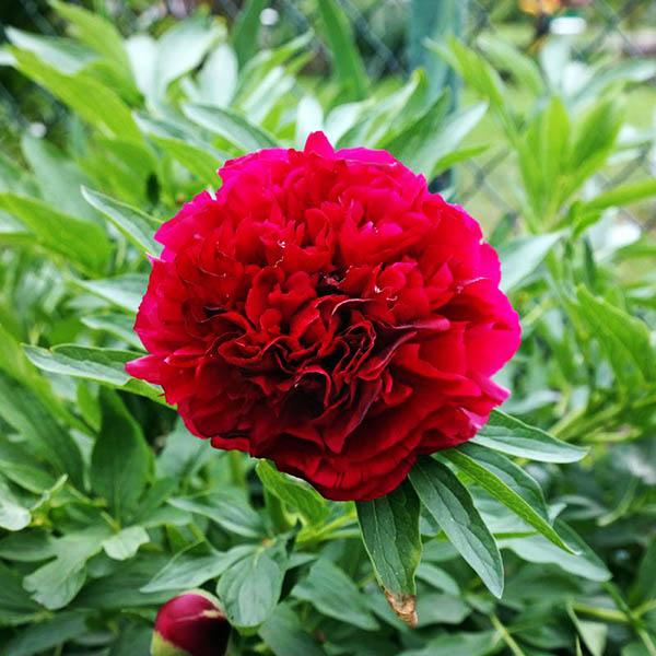 Пион Rubra Plena (Рубра Плена) — изображение 3